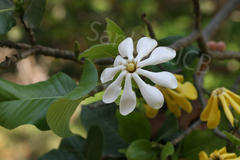 Gardenia latifolia